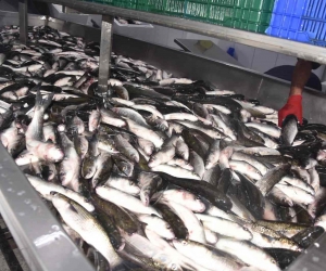 Dalyan kefali kilosu 50 liradan satılıyor