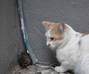 Kedinin fare ile oyunu