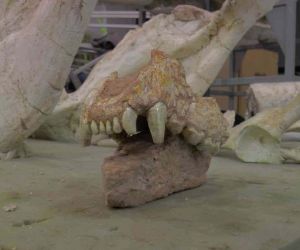 Kayseri’de 7,5 milyon yıllık aslan kafatası bulundu