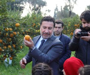 Başkan Aras, öğrencilerle mandalina hasadı yaptı