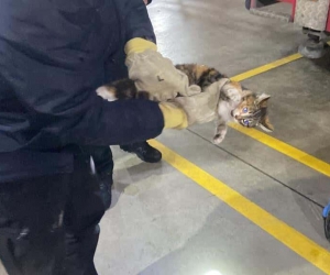 Veteriner kliniğine gitmek istemeyen kedi torpidoda saklandı