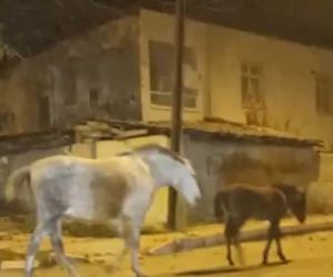 Elazığ’da başıboş atlar cadde ve sokaklarda ilginç görüntüler oluşturdu