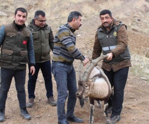 Tedavisi tamamlanan yaban keçisi yeniden özgür