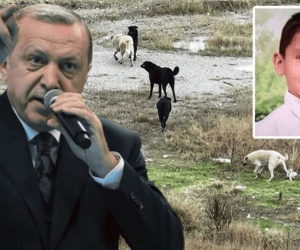 Cumhurbaşkanı Erdoğan sokak köpekleri için net konuştu