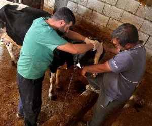 Çermik’te buzağı desteği müracaattı başlandı