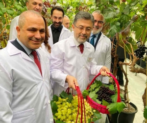 Alaşehirli üzüm üreticilerine müjde