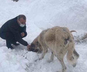 Vali Tuncay Sonel, karlı yolda sokak hayvanlarını besledi