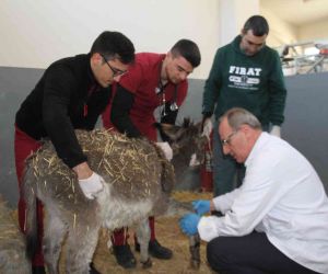 Fırat Üniversitesi Hayvan Hastanesi’nde bir yıl 7 bin 600 hayvan tedavi edildi