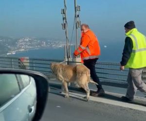 15 Temmuz Şehitler Köprüsünde sokak köpeğini görenler şaşkınlığını gizleyemedi