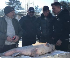 75 kiloluk dev balık tezgâhta alıcı buluyor