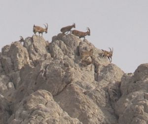 Dağların süsü olan yaban keçisi sürücü dronla görüntülendi