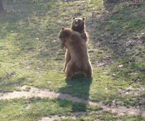  Güzel havayı gören ayılar güreşe tutundu