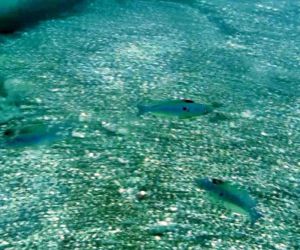 Mevsim normallerinin üzerinde seyreden deniz suyu sıcaklığı, balıkların üreme dönemini saptırdı