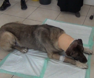 Yılan sokması sonucu kafasında tümör oluşan köpek yaşam mücadelesi veriyor