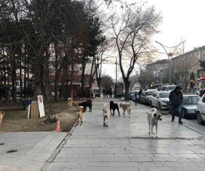Erzincan’da hayvan barınağı, sosyal medyaya düşen görüntülerle gündem oldu