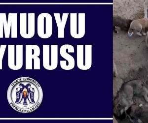 Erzincan Belediyesinden hayvan bakımeviyle ilgili iddialara yönelik 2 gün sonra açıklama yapıldı