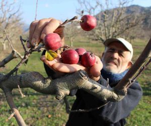Amasya’da ’yalancı bahar’ şaşkına çevirdi, elma ağaçları kışın meyve verdi