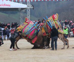 Çan Geleneksel Folklorik Deve Güreşi Festivali düzenlendi