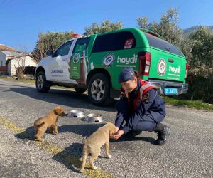 Jandarma ekipleri Buharkent’teki sokak hayvanlarını unutmadı