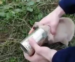 Kafasını konserve kutusuna sıkıştıran yavru köpeği Pendik Belediyesi personeli kurtardı