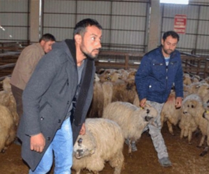 Köyüne geri dönene 300 koyun ve maaş