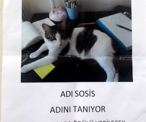 Kaybolan kedi için ‘kayıp’ ilanı