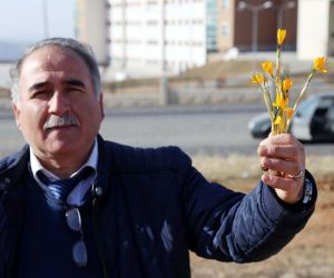 Yozgat’ta baharın müjdecisi çiğdem çiçekleri açtı