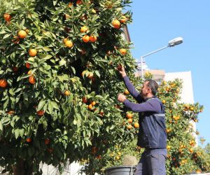 Efeler sokaklarının simgesi turunçlara temiz raporu