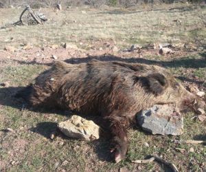 Karaman’da yaban domuzu sürek avı düzenlendi