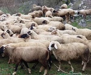 İzmit Belediyesi’nden koyun yetiştiriciliği eğitimi