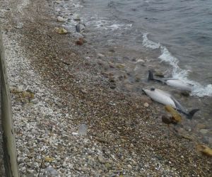 Karadeniz’de yunus ölümleri arttı