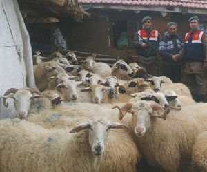 Çalınan 41 koyun bulunarak, sahibine teslim edildi
