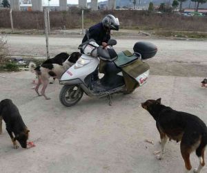 Türkiye Gazetesi dağıtıcısı, 3 yıldır sokak köpeklerini düzenli olarak besliyor