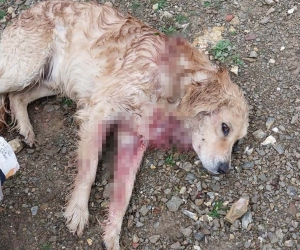 Av tüfeğiyle vurulan köpek yaralandı