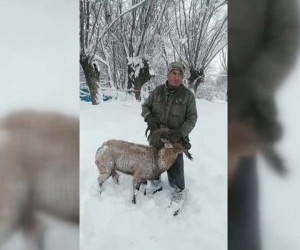Köpeklerin saldırısına uğrayan dağ keçisini muhtar kurtardı