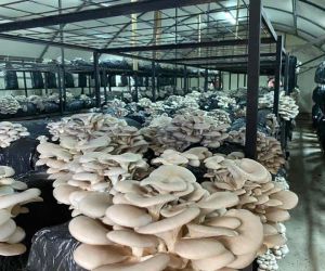 Ordu’da kültür mantarı üretimi yaygınlaşıyor