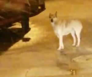 Elazığ’da aç kalan kurt ve tilki şehir merkezine indi