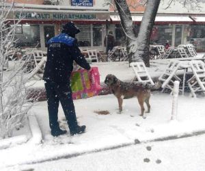 Hisarcık Belediyesi sokak hayvanlarını aç bırakmadı