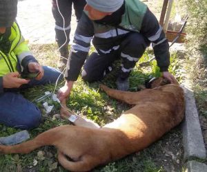 Yaralanan arama kurtarma köpeğine ilk müdahale Şile Belediyesi’nden