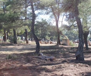 Aktaş Çamlığı’nda gençleştirme çalışması başladı