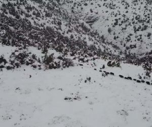 Elazığ’da kar üzerindeki domuz sürüsü dron ile görüntülendi