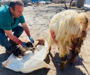 Hamile keçiyi sezaryen yaprak kesilmekten kurtardı