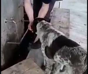 Abdest alırken elleriyle köpeğe su içirdi