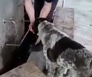 Abdest alırken elleriyle köpeğe su içirdi