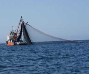 TÜDAV’ın 2017 raporu: “Karadeniz giderek Akdeniz oluyor”