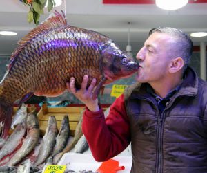10,5 kiloluk sazan ve 65 kiloluk yayın balığı görenleri şaşırttı