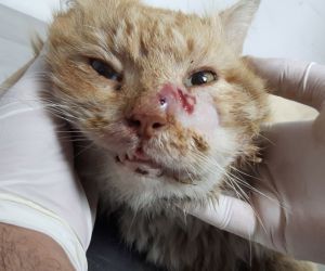 Antalya’da yaralı kediye yardım eli