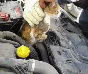 Otomobilin motorunda sıkışan kediyi kurtarma operasyonu