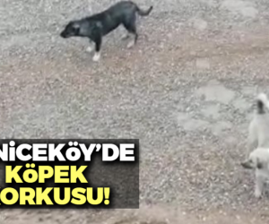 Yeniceköy'de köpek korkusu!