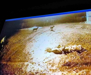 Kastamonu’da kurt sürüsü gece vakti köyü bastı